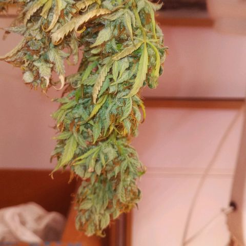 Gelato Auto #2 growlog timeline photo