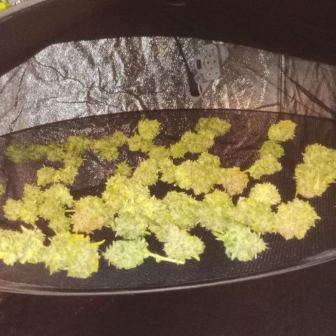 AK 420 growlog timeline photo