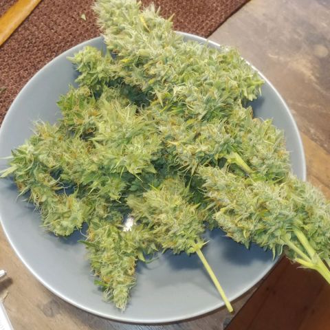 Gelato Auto #1 growlog timeline photo