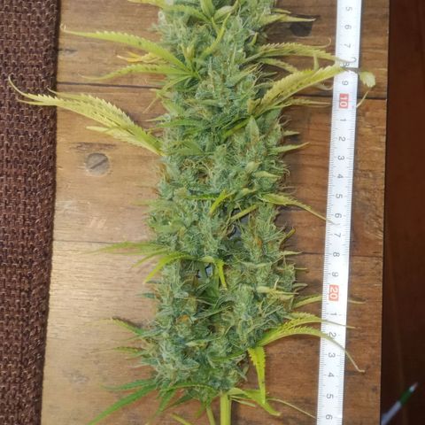 Gelato Auto #1 growlog timeline photo