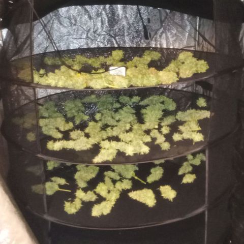 Gelato Auto #1 growlog timeline photo