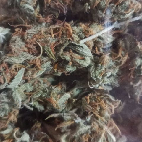 Gelato Auto #2 growlog timeline photo