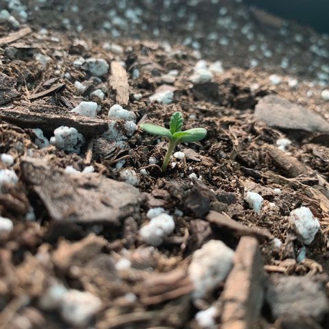 Gelato 45 growlog timeline photo