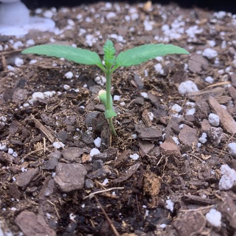 Gelato 45 growlog timeline photo