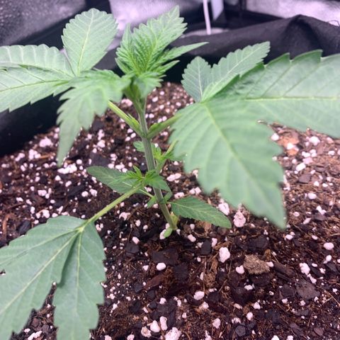 Gelato 45 growlog timeline photo