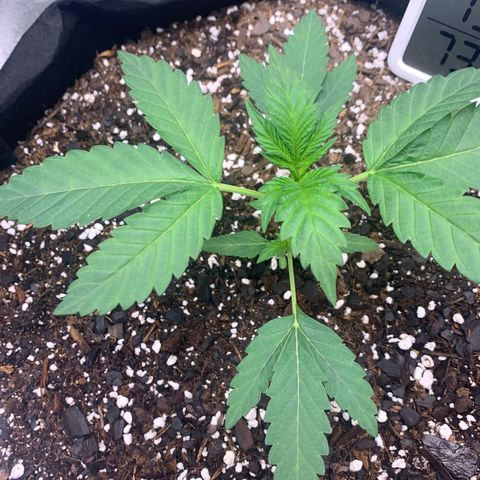 Gelato 45 growlog timeline photo