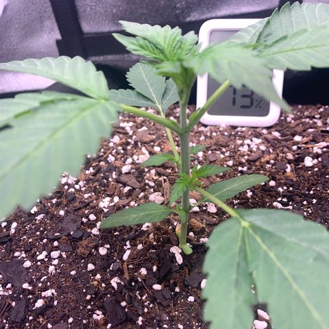 Gelato 45 growlog timeline photo