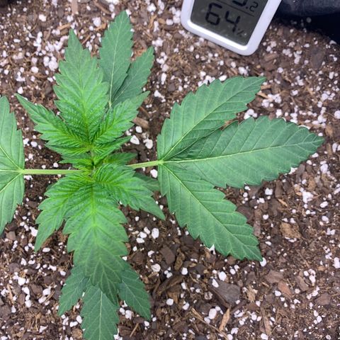 Gelato 45 growlog timeline photo