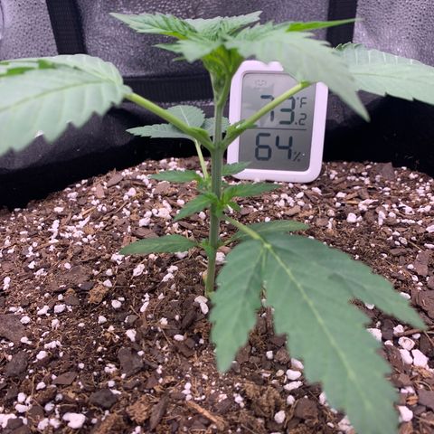 Gelato 45 growlog timeline photo