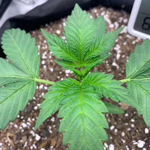 Gelato 45 growlog timeline photo