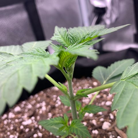 Gelato 45 growlog timeline photo