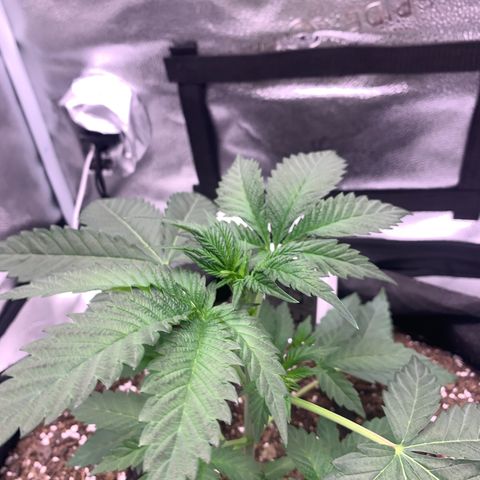 Gelato 45 growlog timeline photo