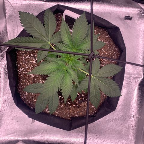 Gelato 45 growlog timeline photo