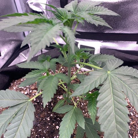 Gelato 45 growlog timeline photo