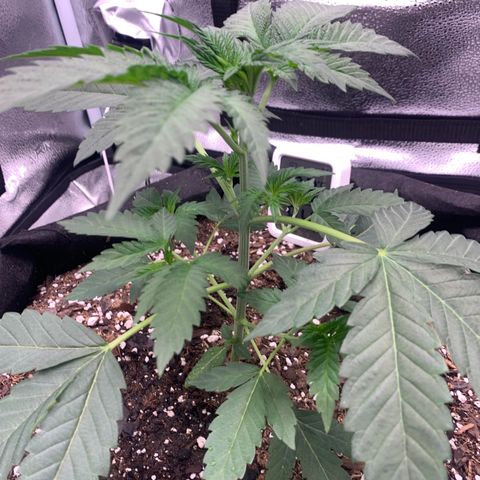Gelato 45 growlog timeline photo