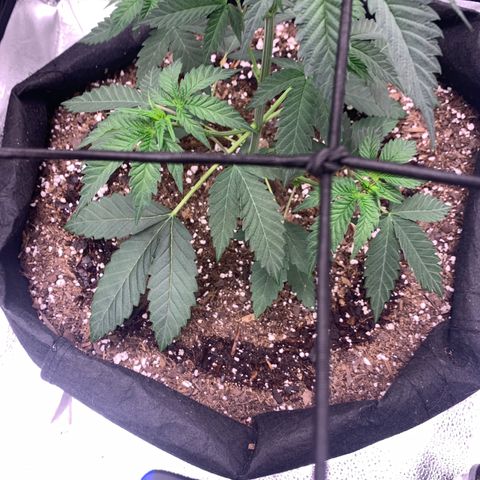 Gelato 45 growlog timeline photo
