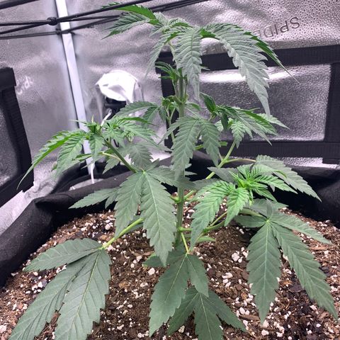 Gelato 45 growlog timeline photo