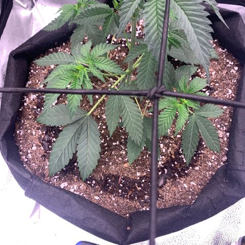 Gelato 45 growlog timeline photo