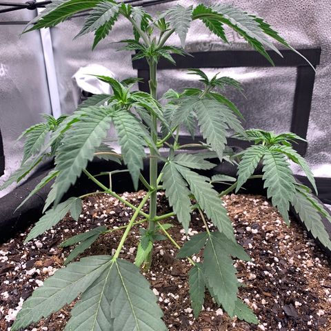 Gelato 45 growlog timeline photo
