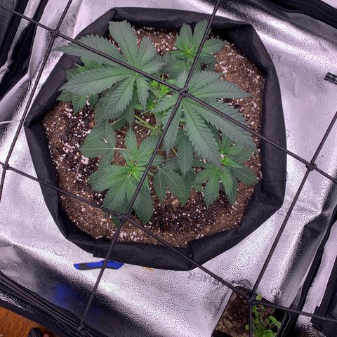 Gelato 45 growlog timeline photo