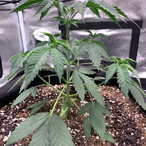 Gelato 45 growlog timeline photo