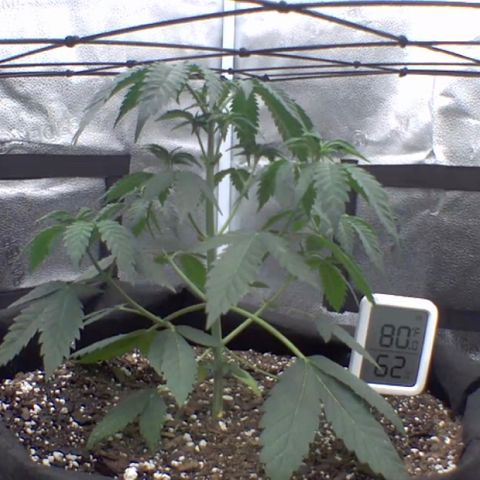 Gelato 45 growlog timeline photo