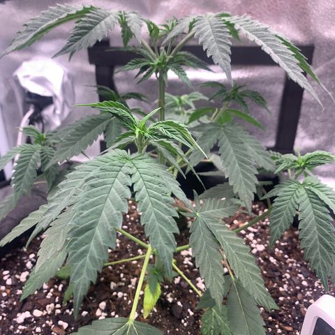 Gelato 45 growlog timeline photo