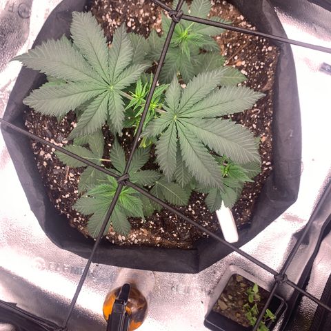 Gelato 45 growlog timeline photo