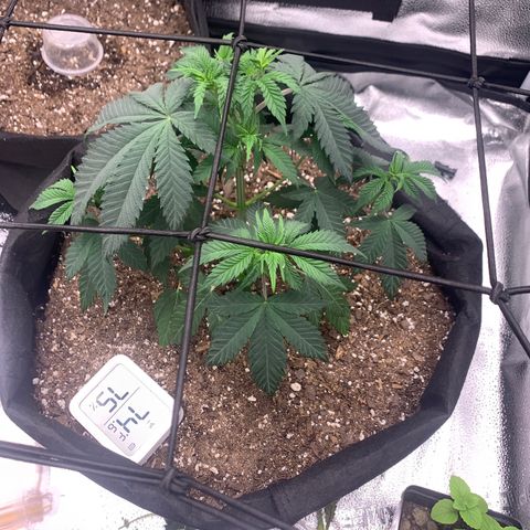 Gelato 45 growlog timeline photo