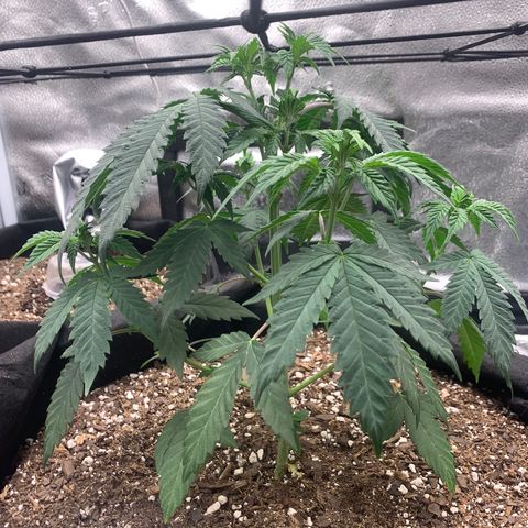 Gelato 45 growlog timeline photo