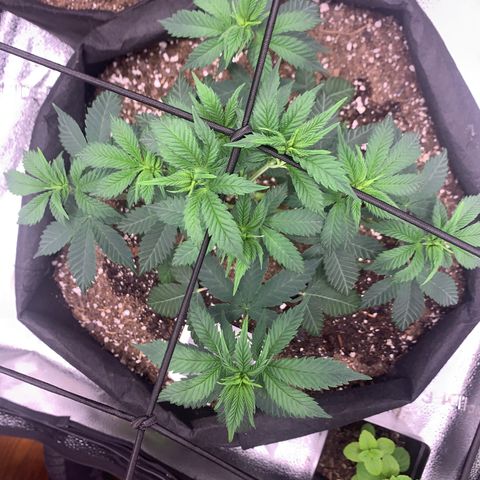 Gelato 45 growlog timeline photo