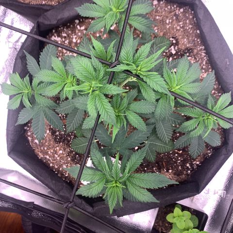 Gelato 45 growlog timeline photo