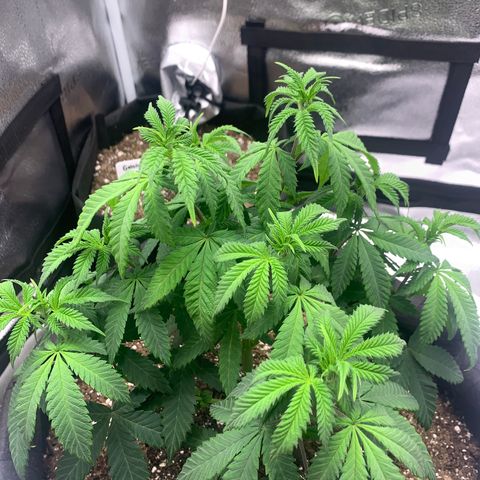 Gelato 45 growlog timeline photo