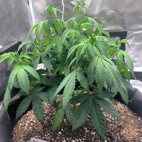 Gelato 45 growlog timeline photo