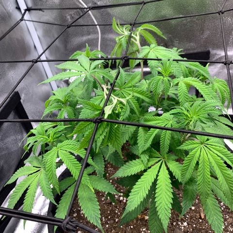 Gelato 45 growlog timeline photo