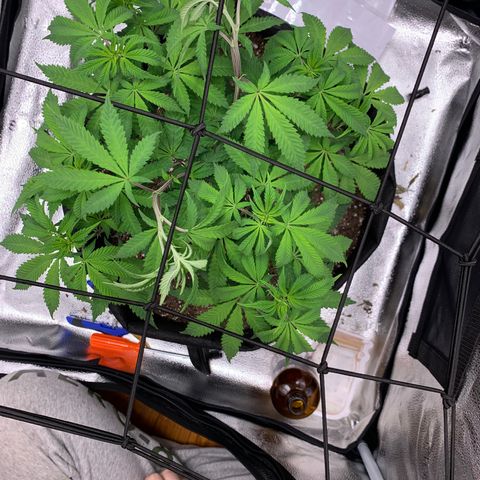 Gelato 45 growlog timeline photo