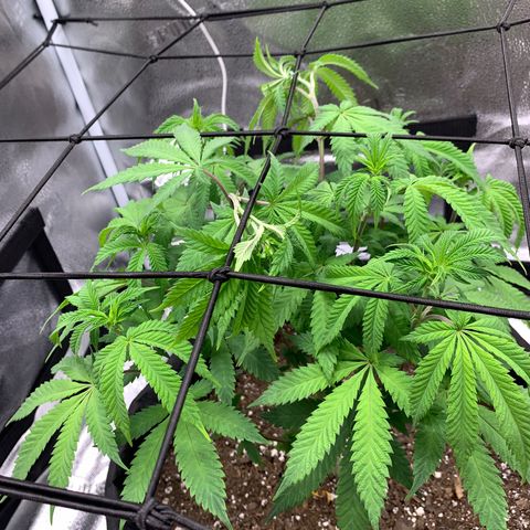 Gelato 45 growlog timeline photo