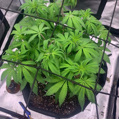 Gelato 45 growlog timeline photo