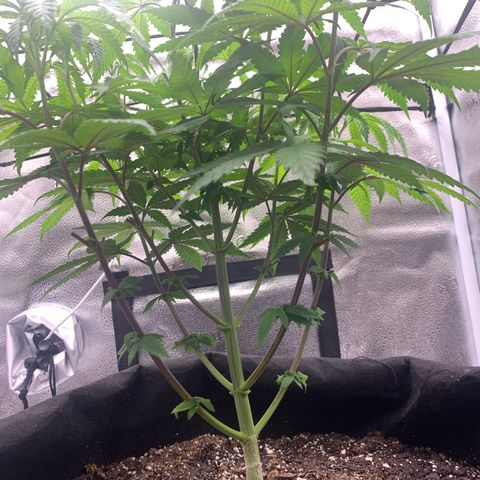 Gelato 45 growlog timeline photo