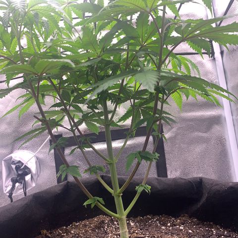 Gelato 45 growlog timeline photo