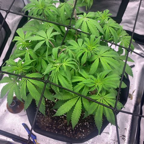 Gelato 45 growlog timeline photo