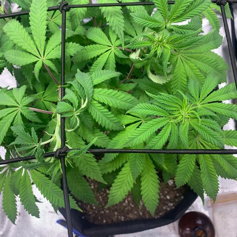 Gelato 45 growlog timeline photo