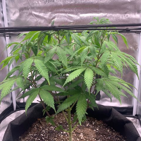 Gelato 45 growlog timeline photo