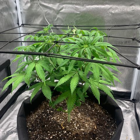 Gelato 45 growlog timeline photo
