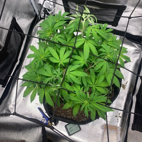 Gelato 45 growlog timeline photo
