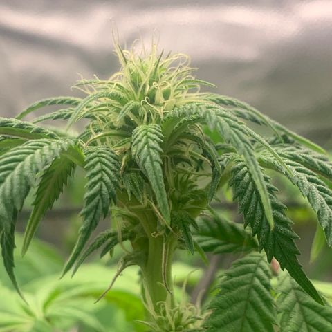 Gelato 45 growlog timeline photo