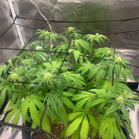 Gelato 45 growlog timeline photo