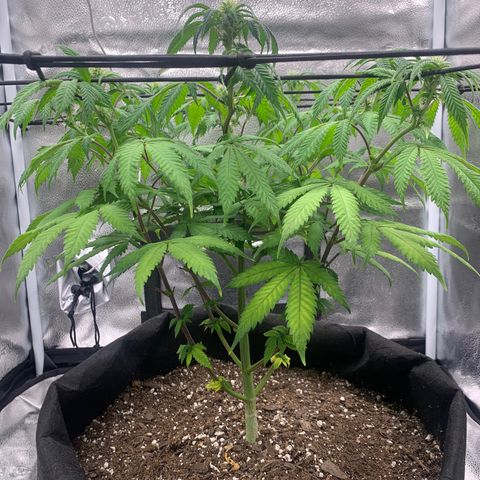 Gelato 45 growlog timeline photo