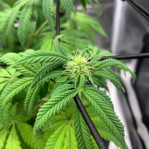 Gelato 45 growlog timeline photo