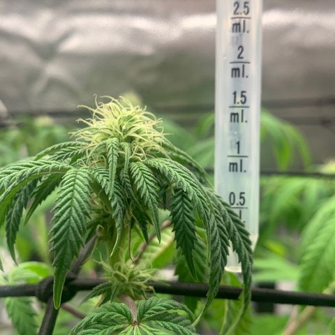 Gelato 45 growlog timeline photo